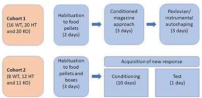 The Lack of Dopamine Transporter Is Associated With Conditional Associative Learning Impairments and Striatal Proteomic Changes